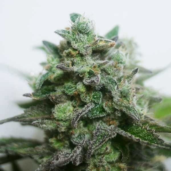 Delimed CBD Plus Seed > Delicious Seeds | CBD cannabis seeds  |  Sativa